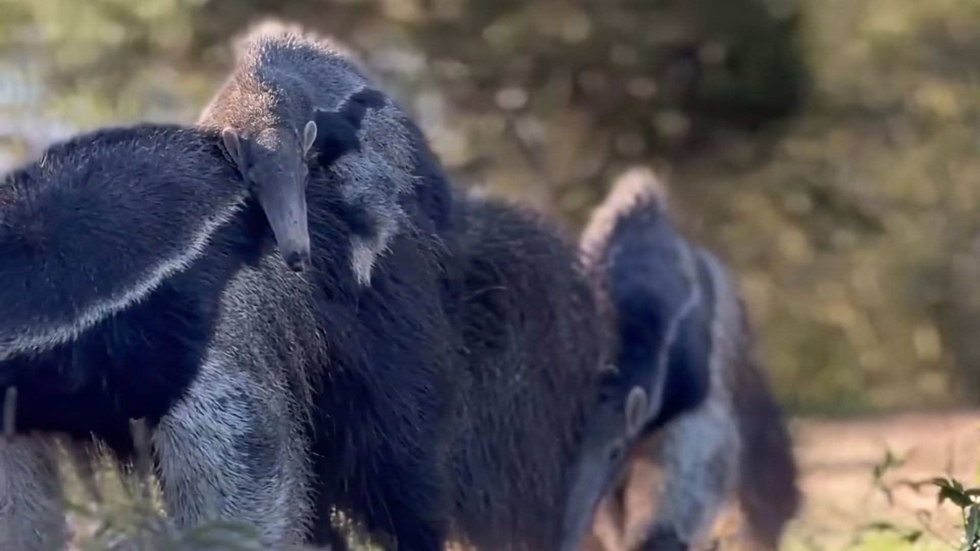 El Parque Nacional Iberá fue creado en los Esteros del Iberá para preservar la biodiversidad y recuperar fauna autóctona en Corriente (Imagen Ilustrativa Infobae / @parquenacionalibera)
