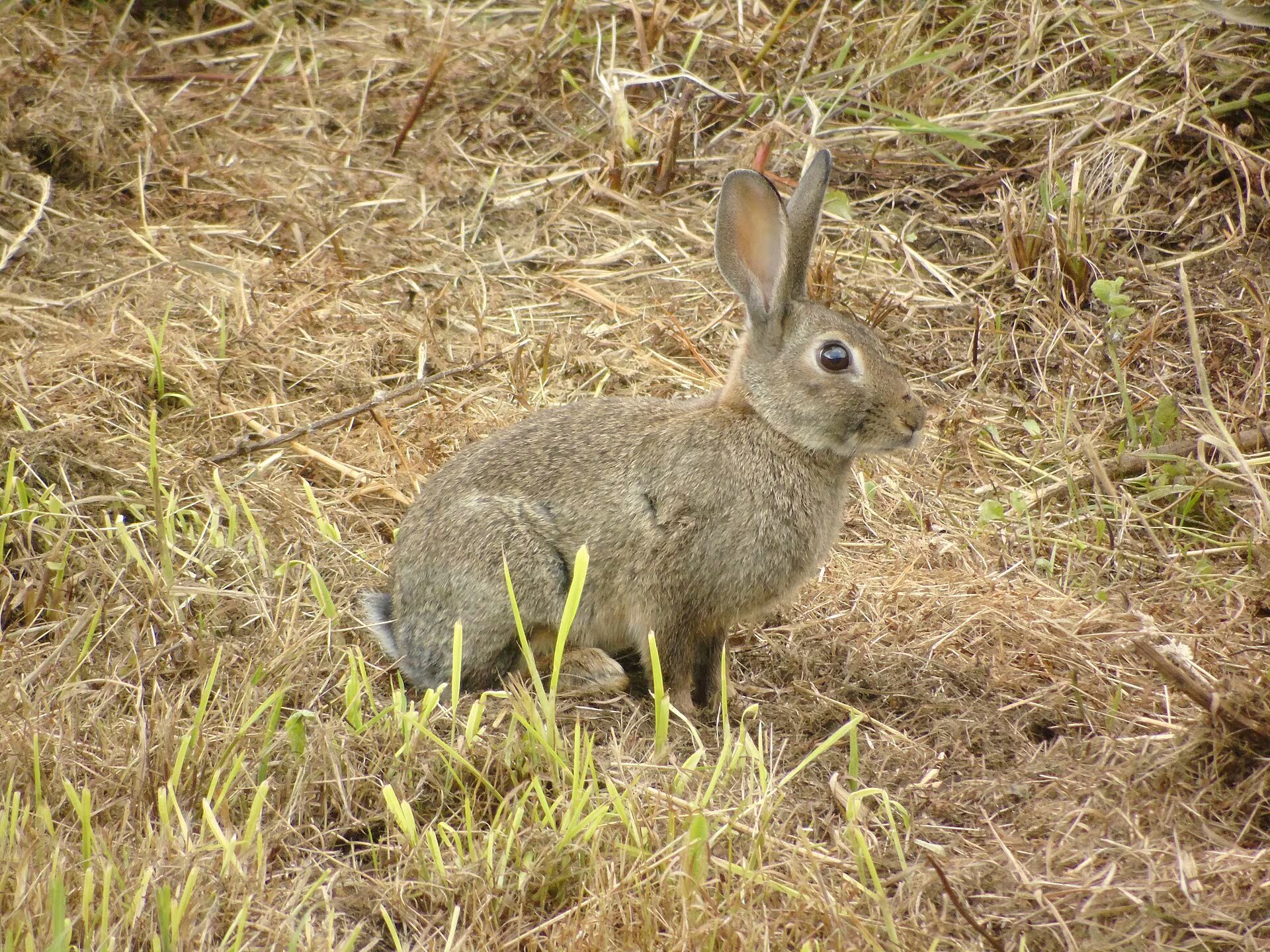 Ejemplar de conejo fotografiado en A Coruña. (Fernando Losada Rodríguez/Wikimedia Commons)