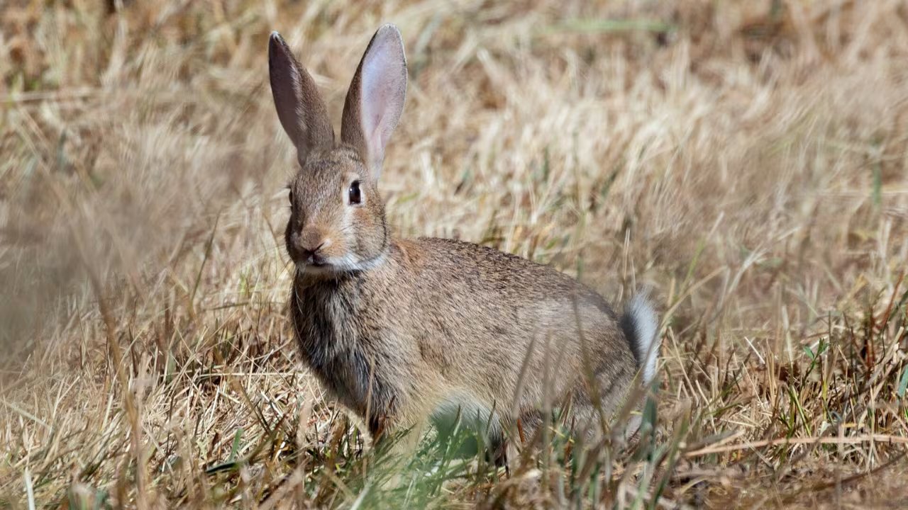Ejemplar de conejo fotografiado en Burgos. (euqirneto/iNaturalist CC BY 4.0)