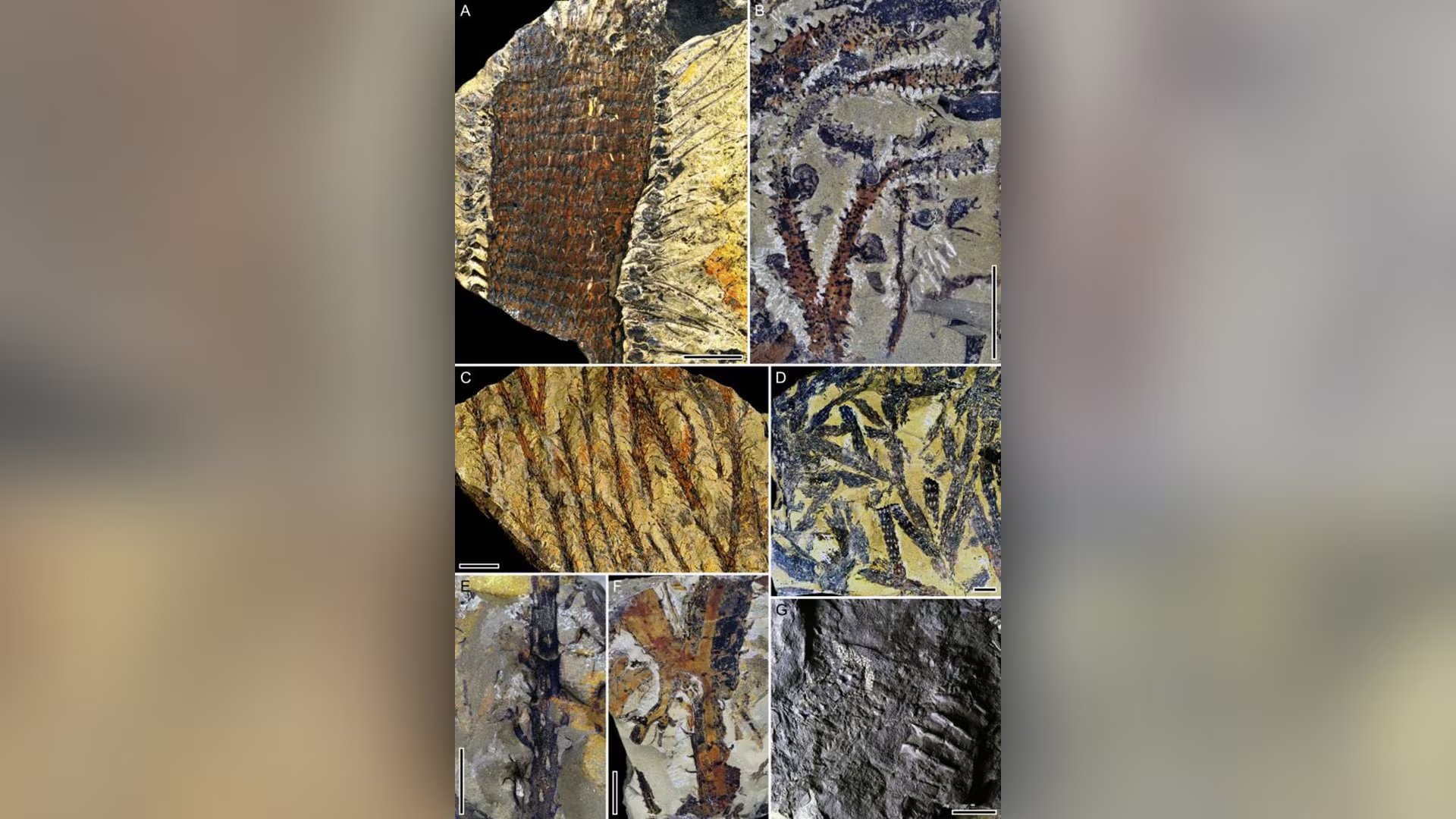 Los investigadores recuperaron 241 fragmentos de ámbar de entre 0,1 y 1,5 milímetros a partir de carbón de la formación Hujiersite, en China./Science Advances