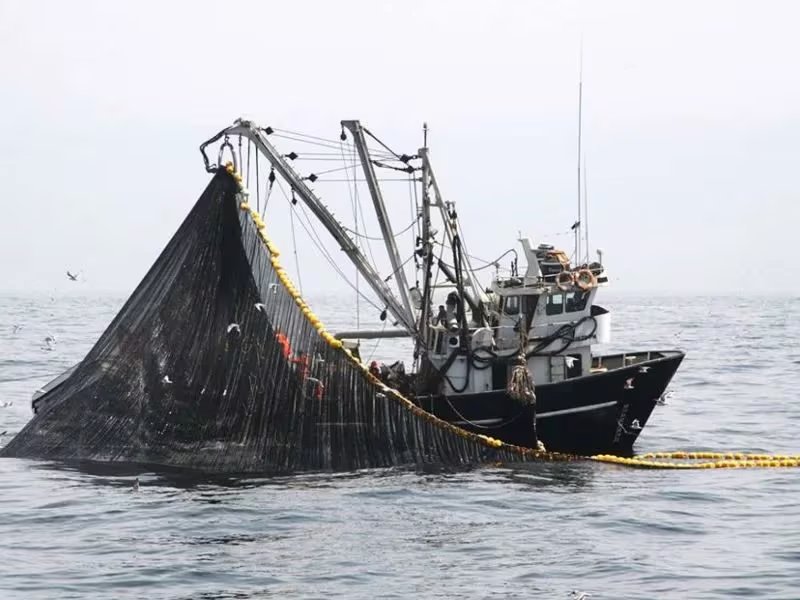 La anchoveta se reduce en superficie y la industria pesquera queda más expuesta. Foto: Oceana