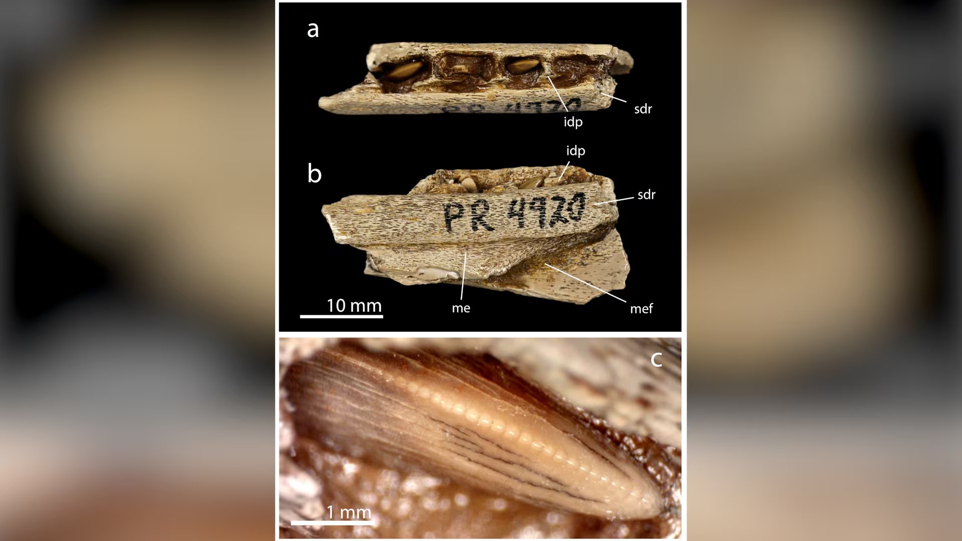 Los científicos revisaron colecciones de museos y hallaron huesos y dientes diminutos de tiranosaurios que habían quedado sin clasificar durante décadas (Revista Biology)