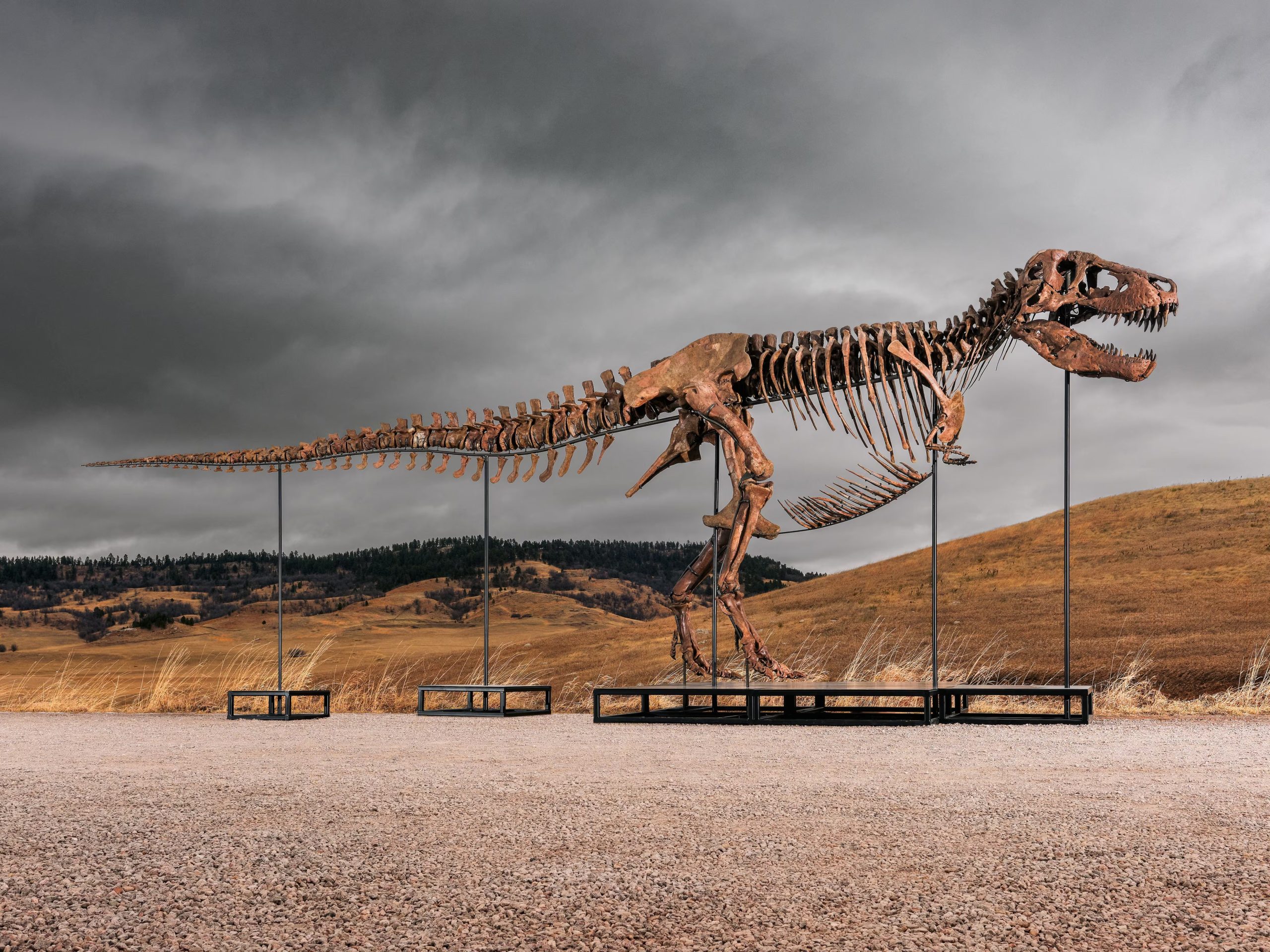 Los escaneos mostraron señales de estrés mecánico en el tejido óseo y desgaste en los dientes, lo que indicó que las crías del T. rex caminaban y se alimentaban de presas vertebradas. (Archivo Matthew Sherman/Sotheby's vía AP)