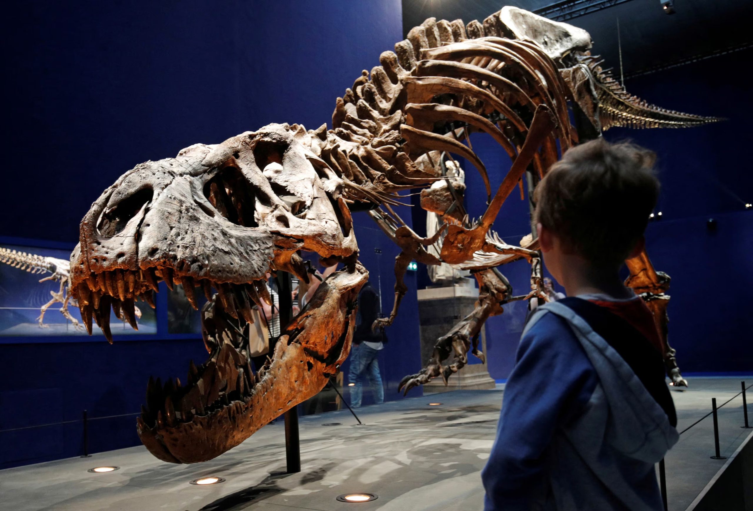 El análisis de Gorgosaurus y T. rex indicó que los tiranosaurios ponían entre 15 y 30 huevos por puesta y tenían una crianza intermedia entre reptiles y aves./ REUTERS/Philippe Wojazer/Archivo