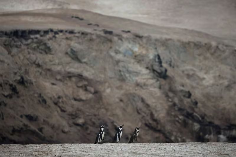 Los pingüinos de Humboldt caminan juntos en la reserva de Punta San Juan, donde la disminución de la población de aves guaneras, lobos marinos y pingüinos ha alarmado a los científicos, en Marcona
June 21, 2025. REUTERS/Sebastian Castaneda