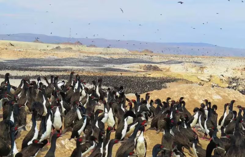 Pingüinos de Humboldt también han sido afectados por la gripe aviar. (Programa Punta San Juan)