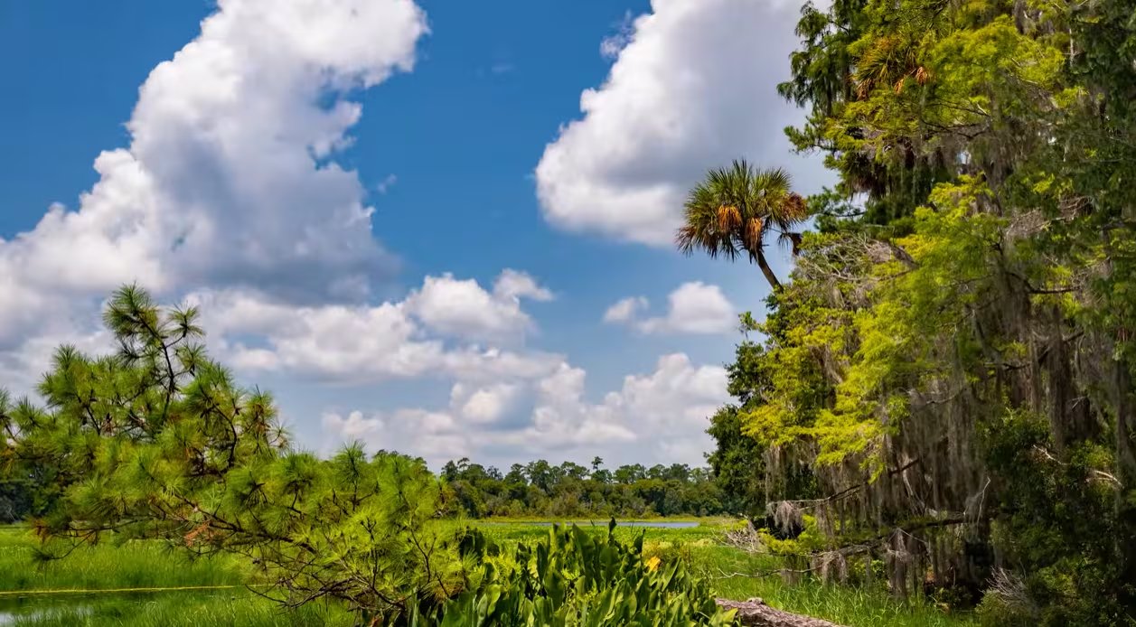 La llegada de especies foráneas altera las cadenas alimenticias y modifica el equilibrio de los hábitats autóctonos de la región (More Than Just Parks)