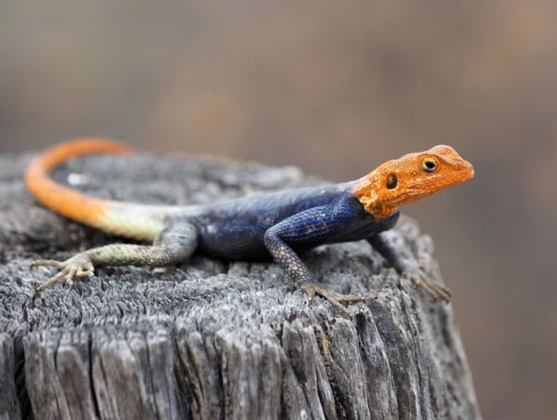 El agama africano se adapta con facilidad a entornos urbanos y es reconocido por sus colores brillantes y su comportamiento esquivo (UF/IFAS)