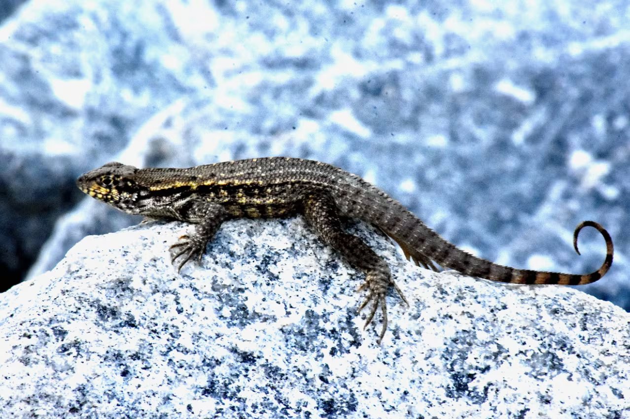 Introducido como medida de control biológico, el lagarto de cola rizada compite por espacio y alimento con especies nativas (Fort Zachary Taylor State Park)