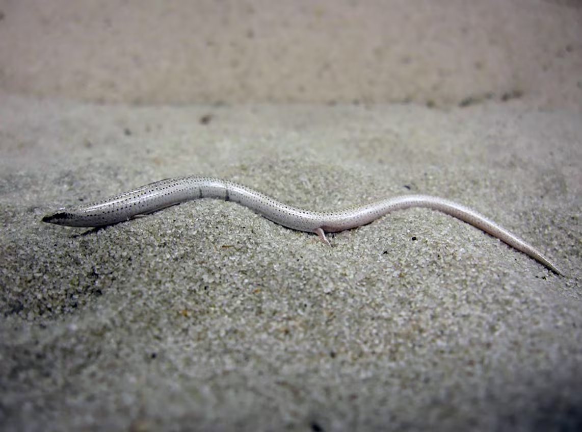La supervivencia del sand skink de Florida se ve amenazada por la transformación de su hábitat y por la llegada de reptiles invasores (U.S. Fish and Wildlife Service)
