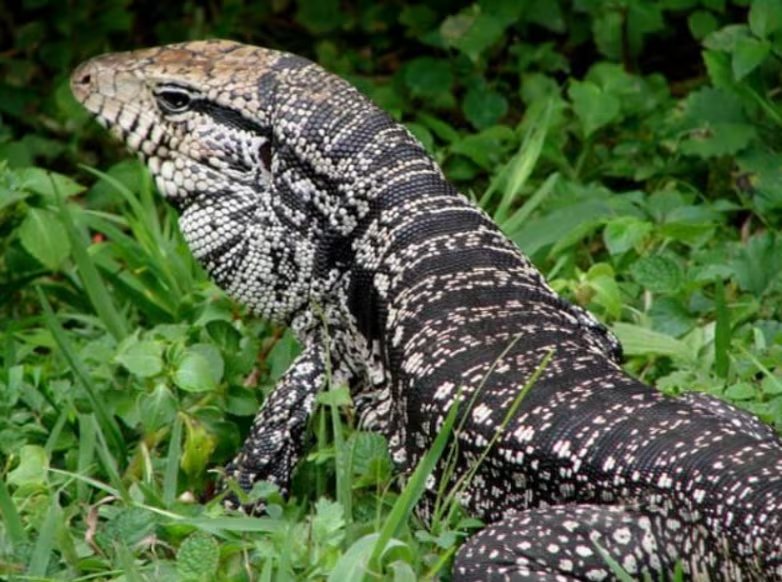 El tegu consume huevos, pequeños vertebrados y hasta aves, lo que acentúa su impacto sobre la fauna local y especies protegidas (Mario Sacramento/Universidade de Alfenas)
