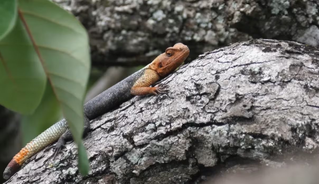Aunque el agama de roca no siempre figura en listas oficiales de invasoras, su avance plantea nuevos retos para las autoridades ambientales (ReptileHQ)