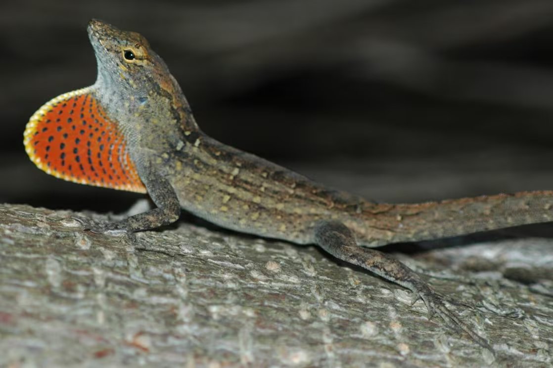 Desde su llegada el anolis pardo se expandió por todo el estado y desplazó parcialmente a otras lagartijas nativas (Dominio público)