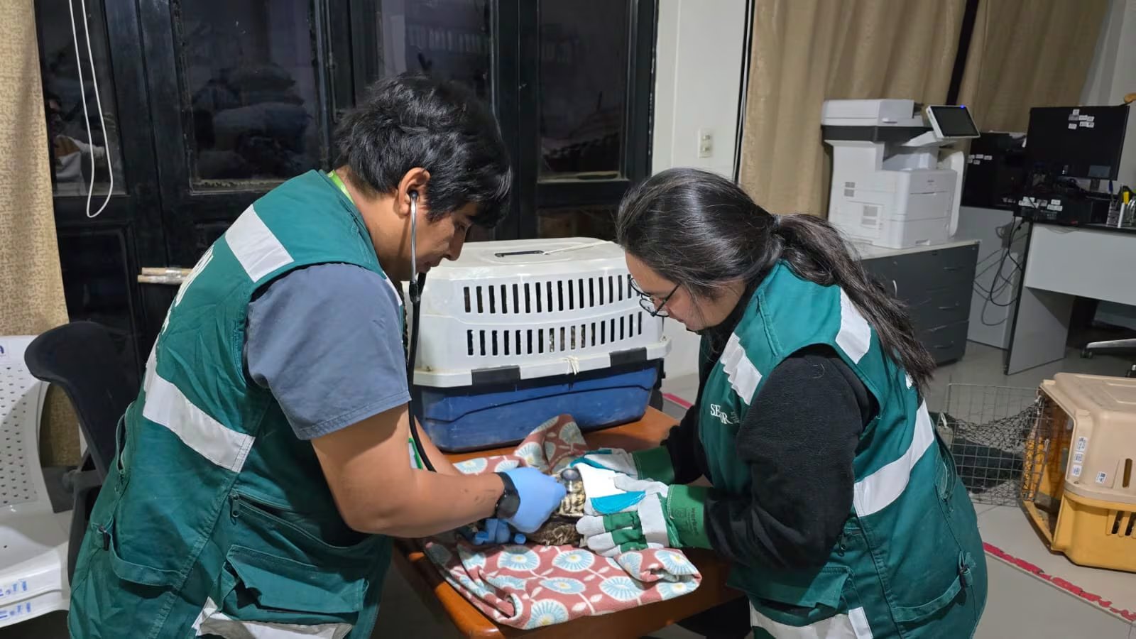 La intervención fue posible gracias a reportes de una ciudadana y personal de serenazgo del distrito de Los Aquijes. Difusión
