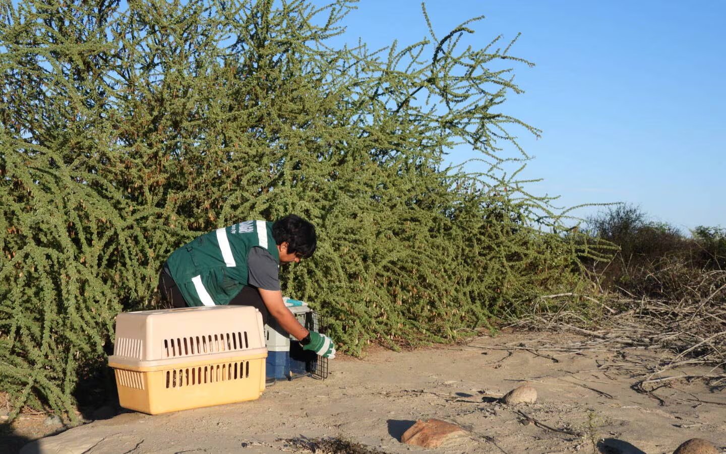 Ambas aves recibieron atención veterinaria, tratamiento para reducir el estrés y monitoreo antes de su liberación. Difusión