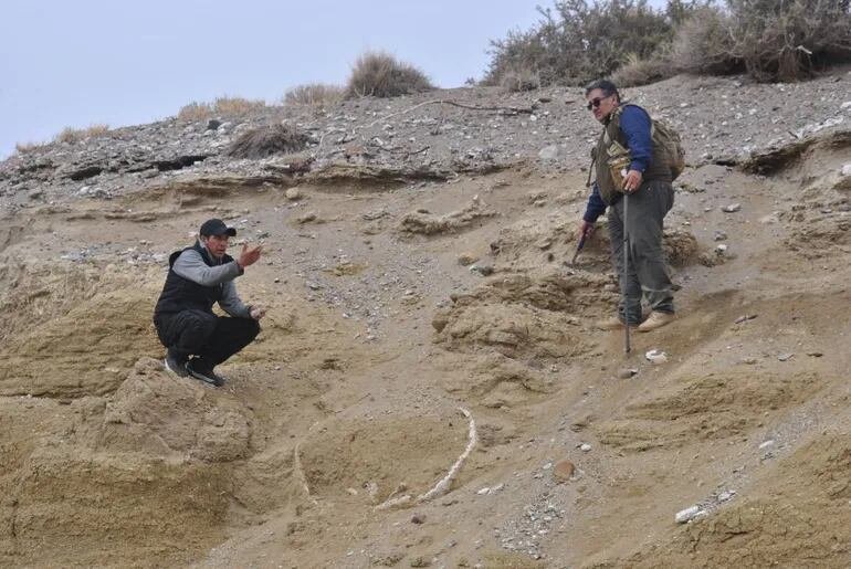 Los restos de un gliptodonte hallados en el Valle Covunco (gentileza LM Neuquén)
