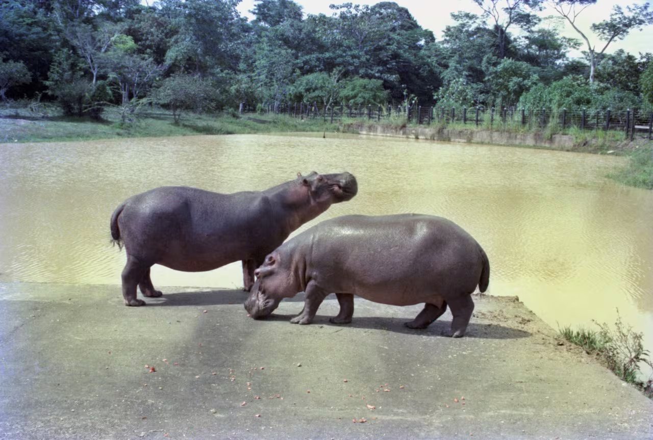 Los expertos cuestionaron que se descarte una pieza del plan de manejo de hipopótamos y alertaron que la esterilización y la traslocación no han frenado la reproducción de la especie invasora - crédito Édgar 'El Chino' Jiménez
