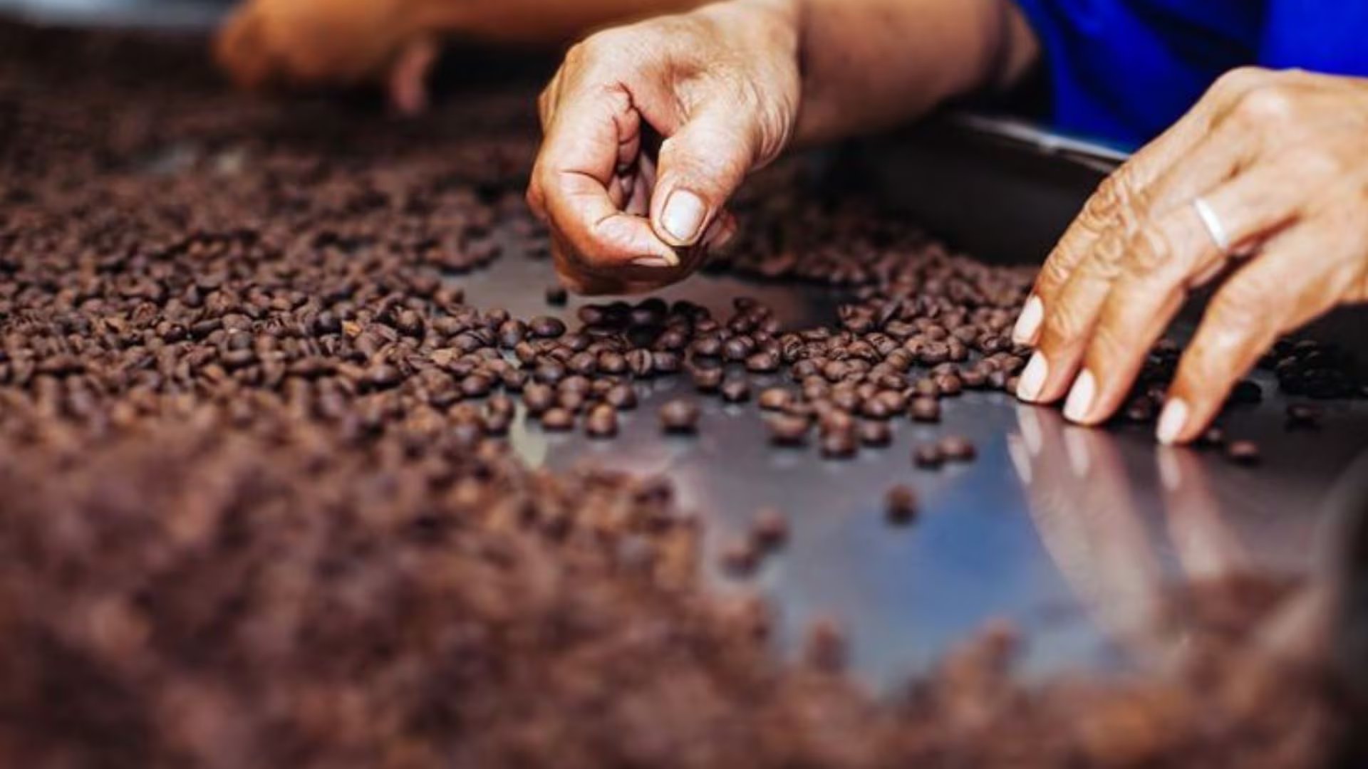 cacao