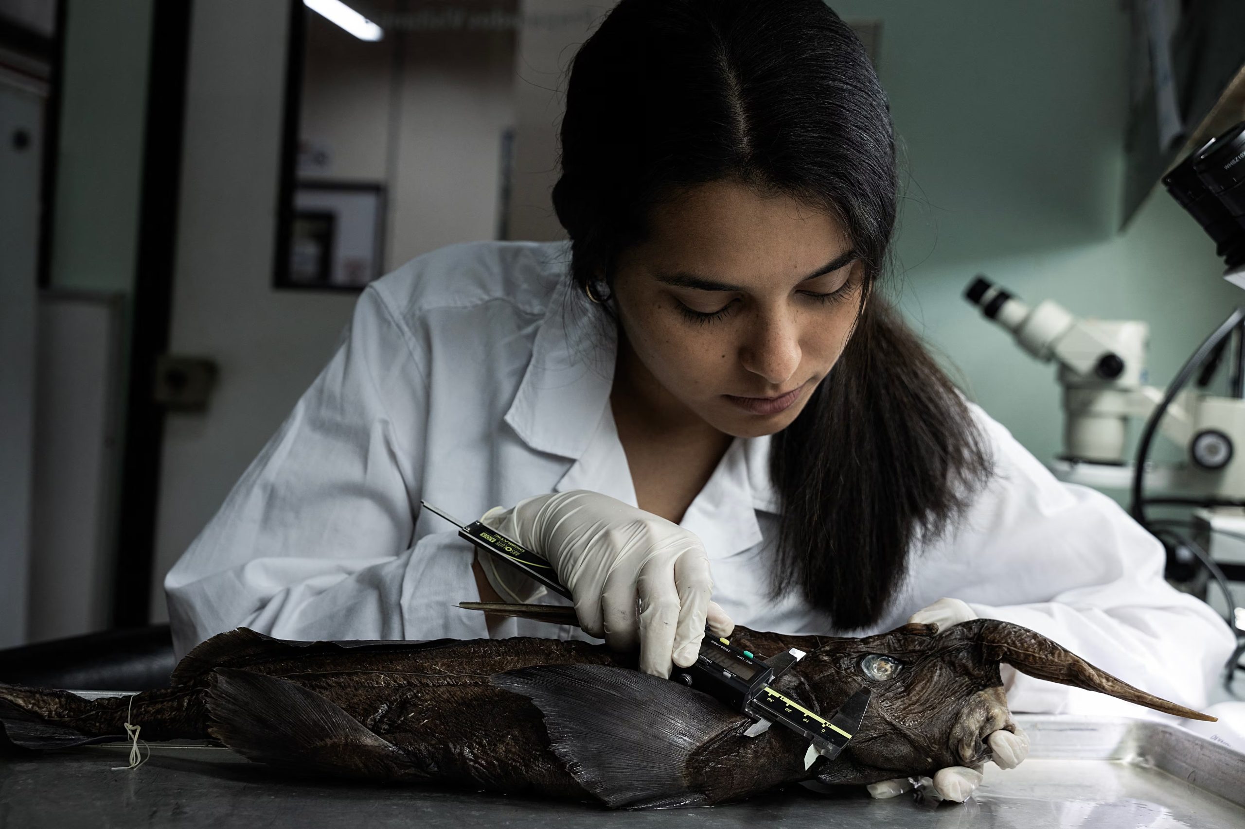 Naidely Vidaurre Quesada es una de las biólogas que estudia esta especie. (Infobae Centroamérica/Ezequiel BECERRA / AFP)