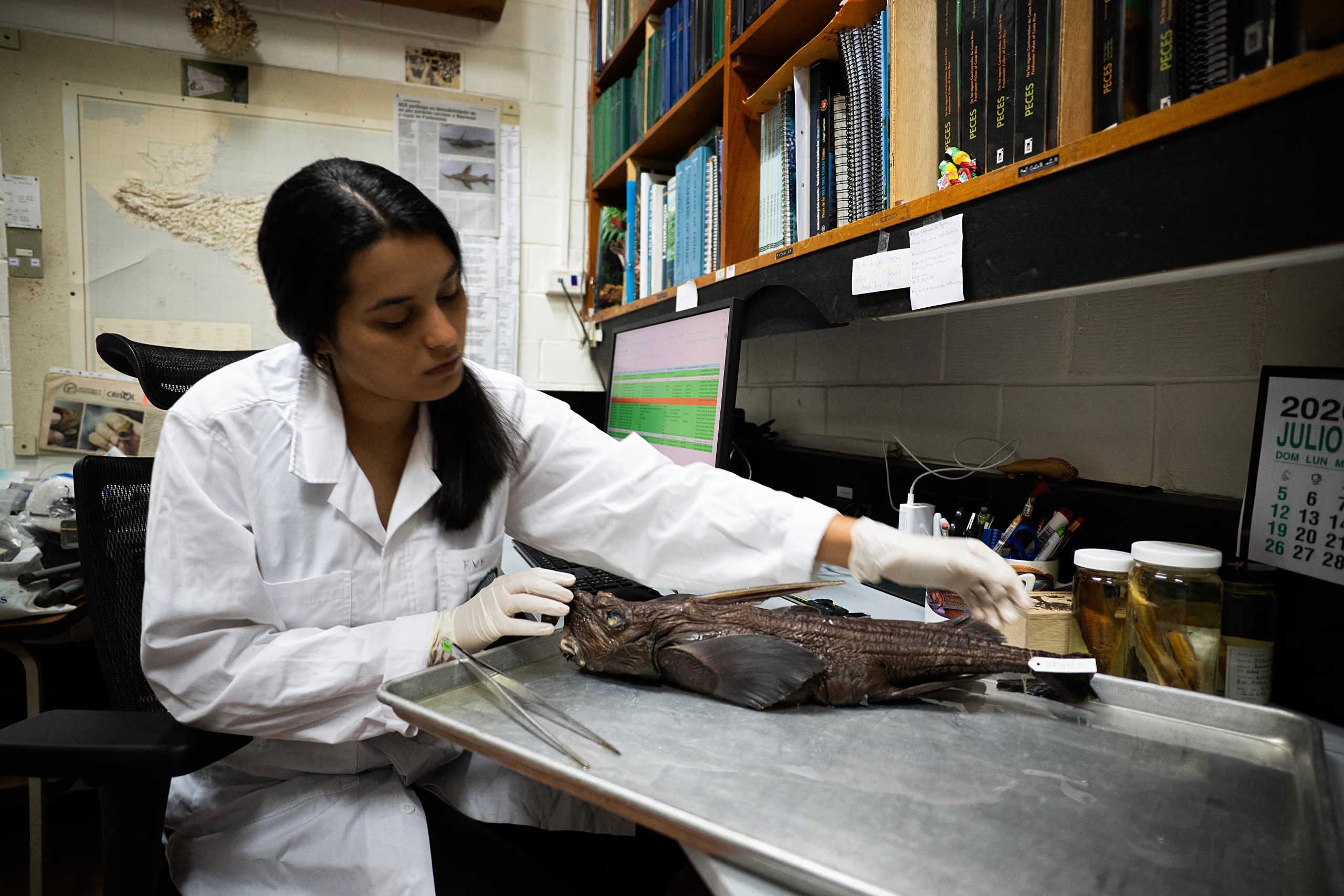 Según los expertos, esta especie comenzó a separarse y evolucionar progresivamente de los peces 