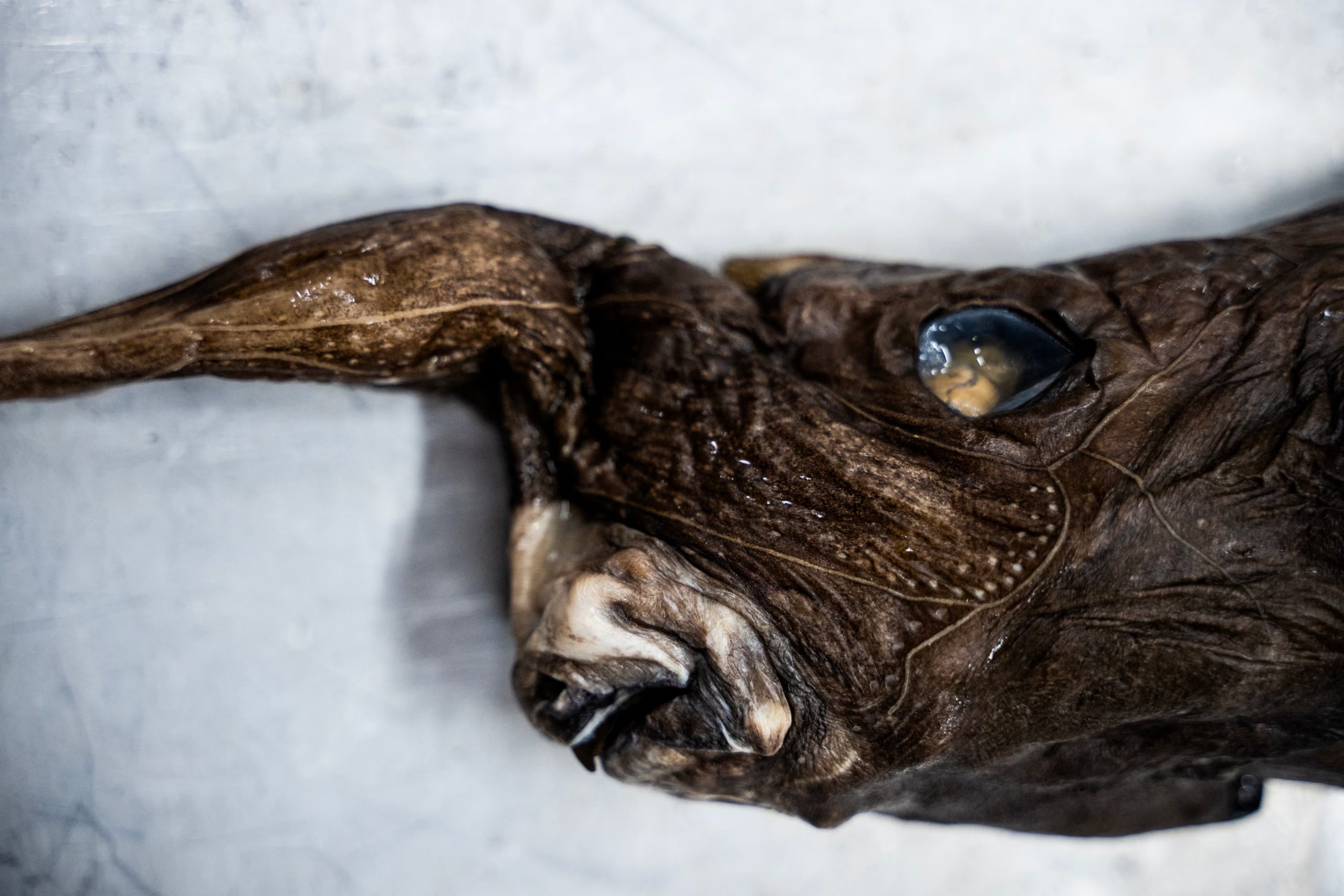 Detalle de la parte frontal de este tiburón fantasma que ha llamado la atención de científicos y académicos que aseguran que deben existir más especies en las costas centroamericanas. (Infobae Centroamérica/ Ezequiel BECERRA / AFP)