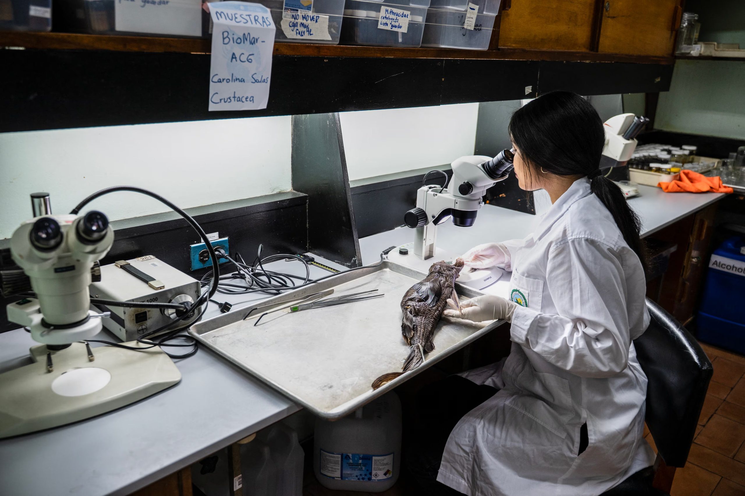 El descubrimiento se suma a una serie de investigaciones recientes que buscan comprender mejor los ecosistemas marinos profundos, que están considerados como uno de los entornos menos explorados del planeta. (Infobae Centroamérica/ Ezequiel BECERRA / AFP)