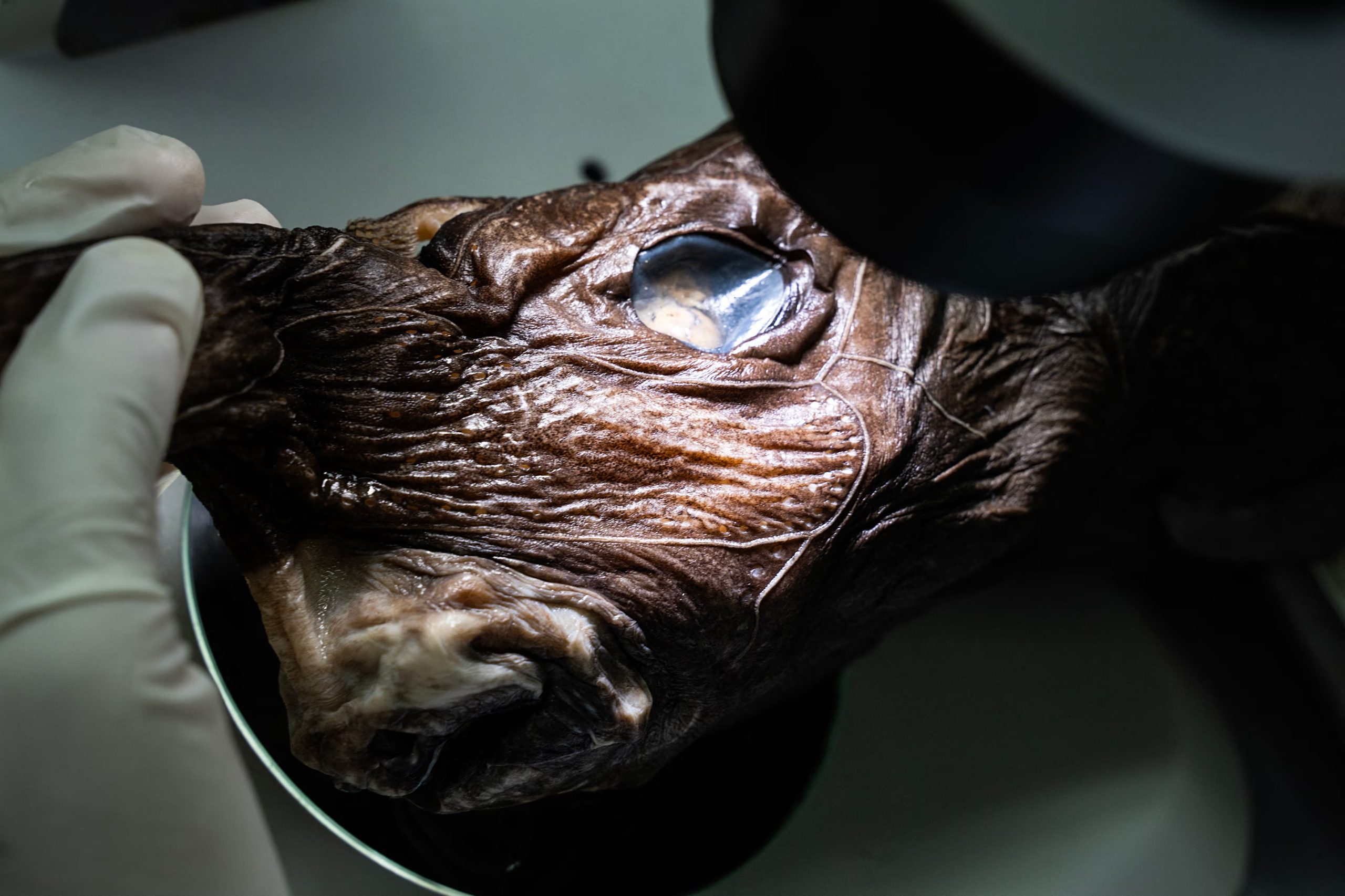 El registro se realizó gracias al trabajo conjunto de investigadores del Instituto de Pesca y Acuicultura de Costa Rica, la Universidad de Costa Rica y la Universidad Federal de Pará de Brasil. (Infobae Centroamérica/ Ezequiel BECERRA / AFP)