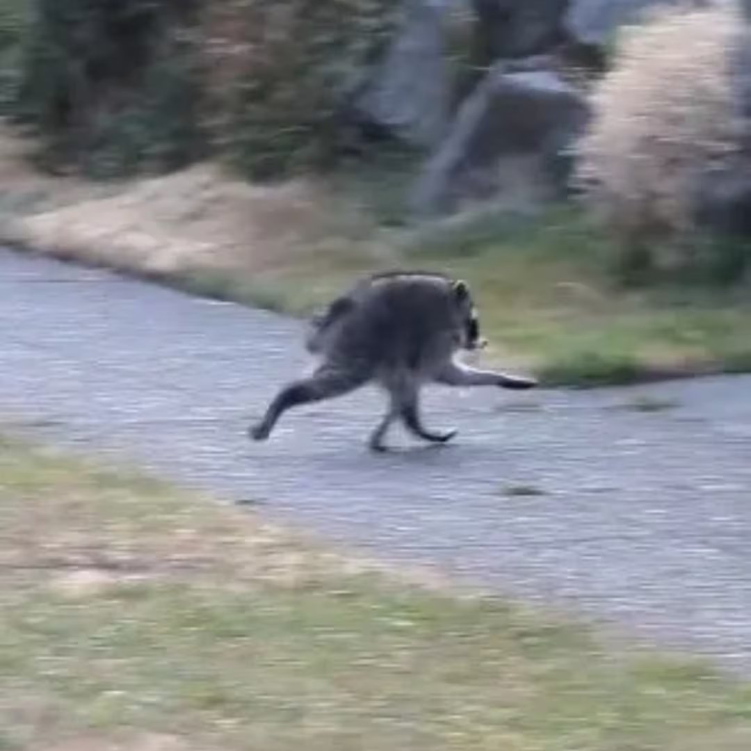 Los videos de Jimothy muestran al mapache corriendo por jardines, trepando escaleras y explorando balcones en Seattle (X)