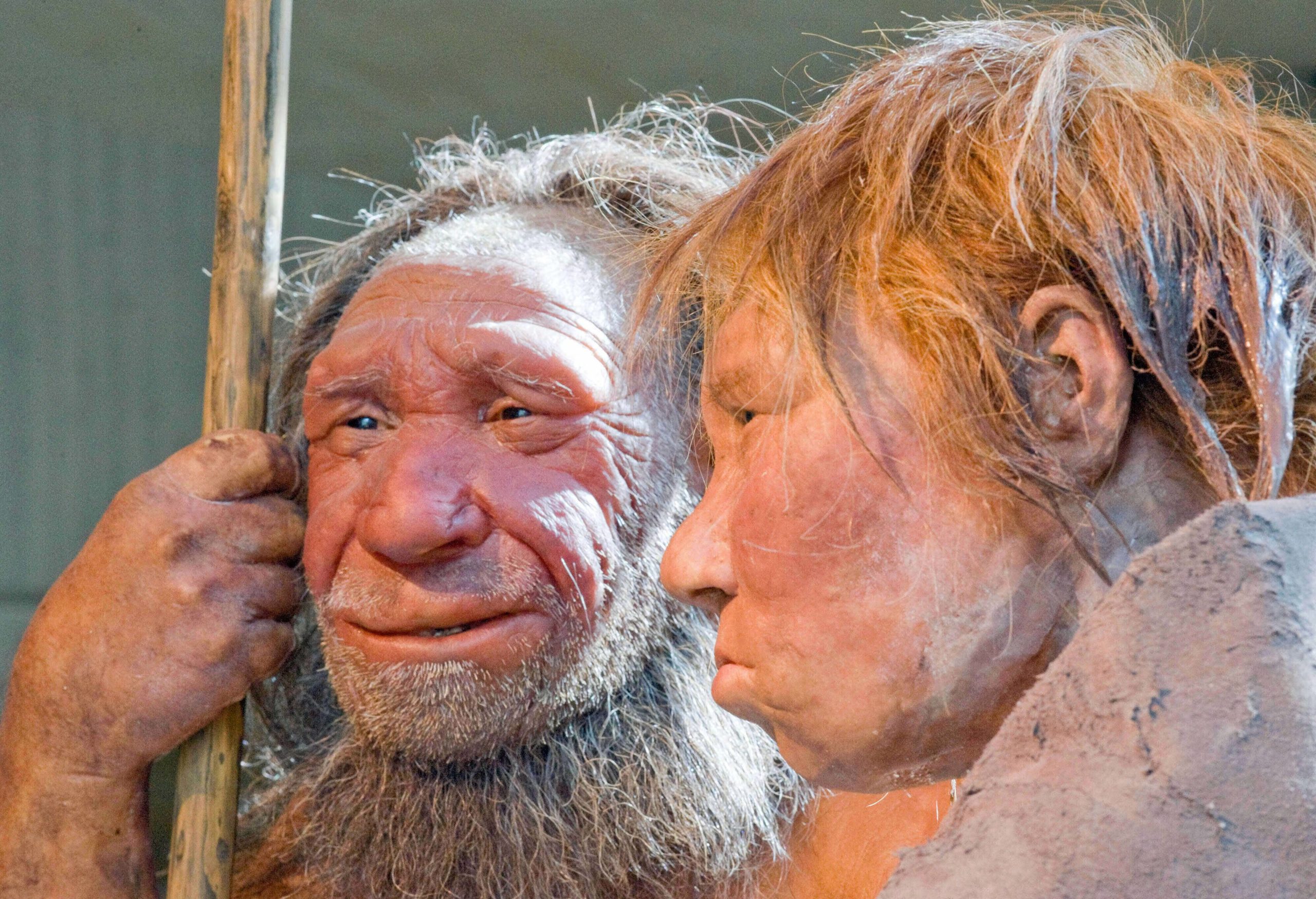 Reconstrucciones de un hombre y una mujer neandertales en el museo Neandertal de Mettmann, Alemania. (AP Foto/Martin Meissner, archivo)