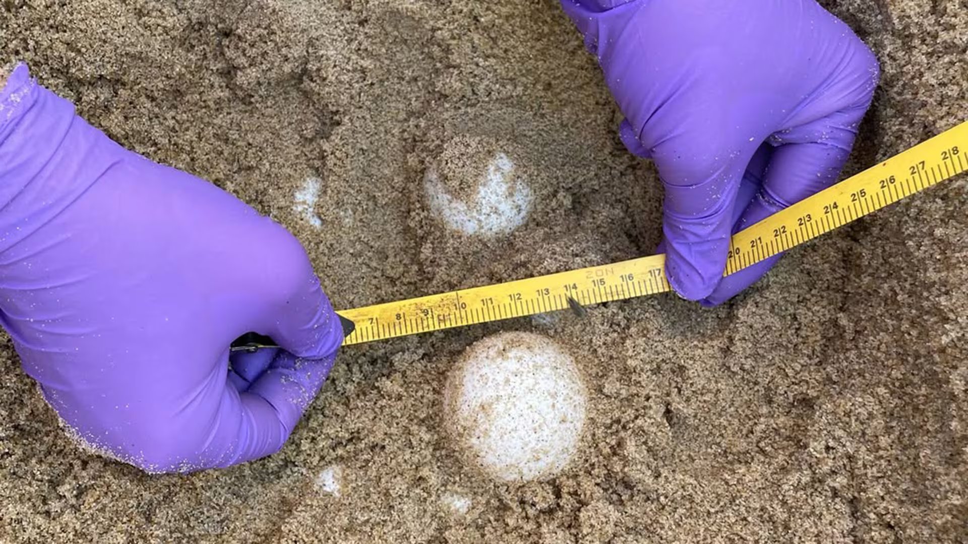 El nido de tortuga laúd fue hallado frente al complejo NAS Oceana Dam Neck Annex y quedó bajo protección de la NAS Oceana, la USFWS y organismos de Virginia. (Instagram/NAS Oceana)