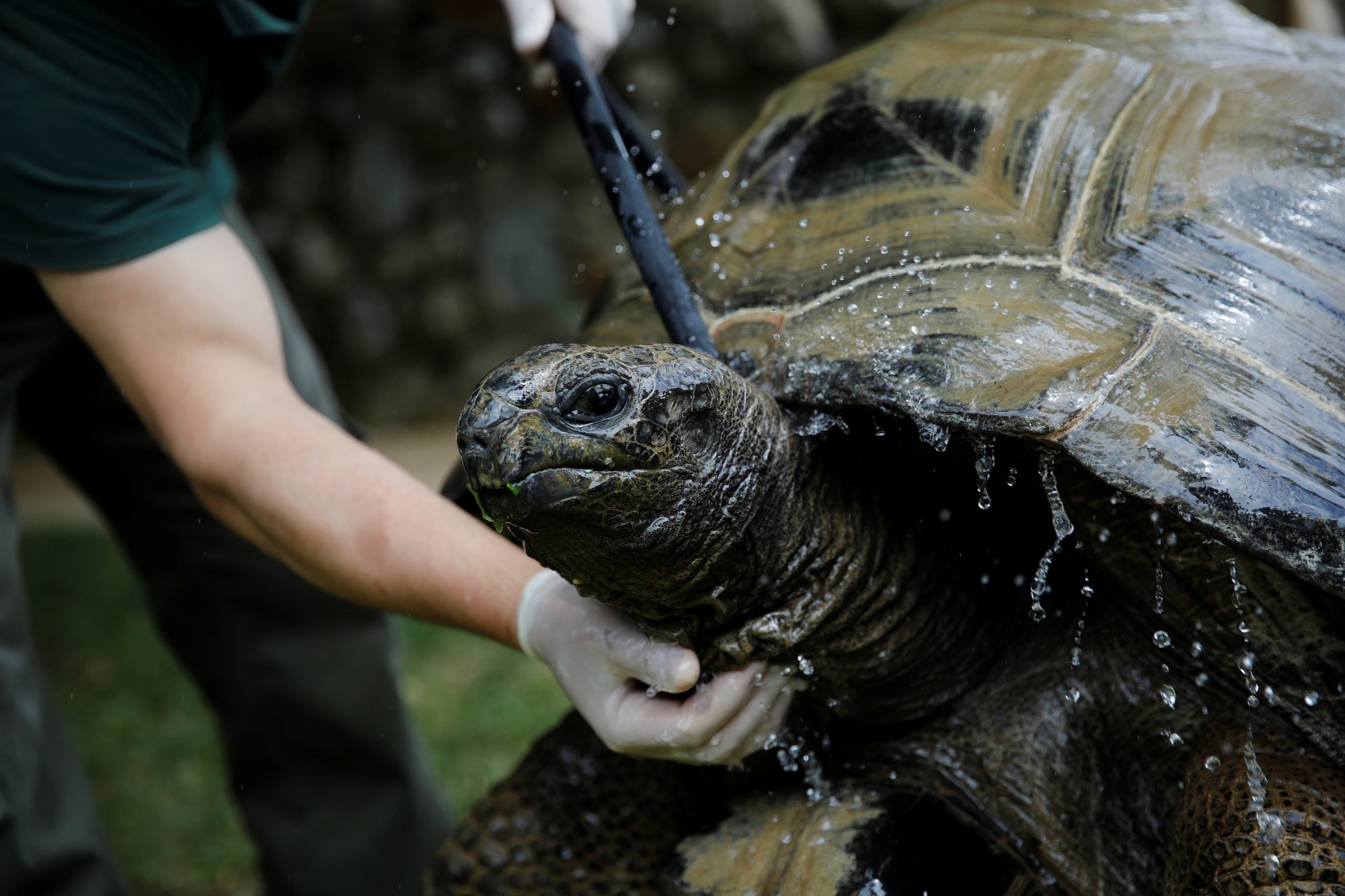 El trabajo de Grimshaw y su socio, René, consiguió que la vida salvaje regresara a la isla. Muchas especies volvieron y poblaron los nuevos bosques y otras, como la amenazada tortuga gigante de Aldabra, fueron introducidas de manera artificial (REUTERS/Umit Bektas)