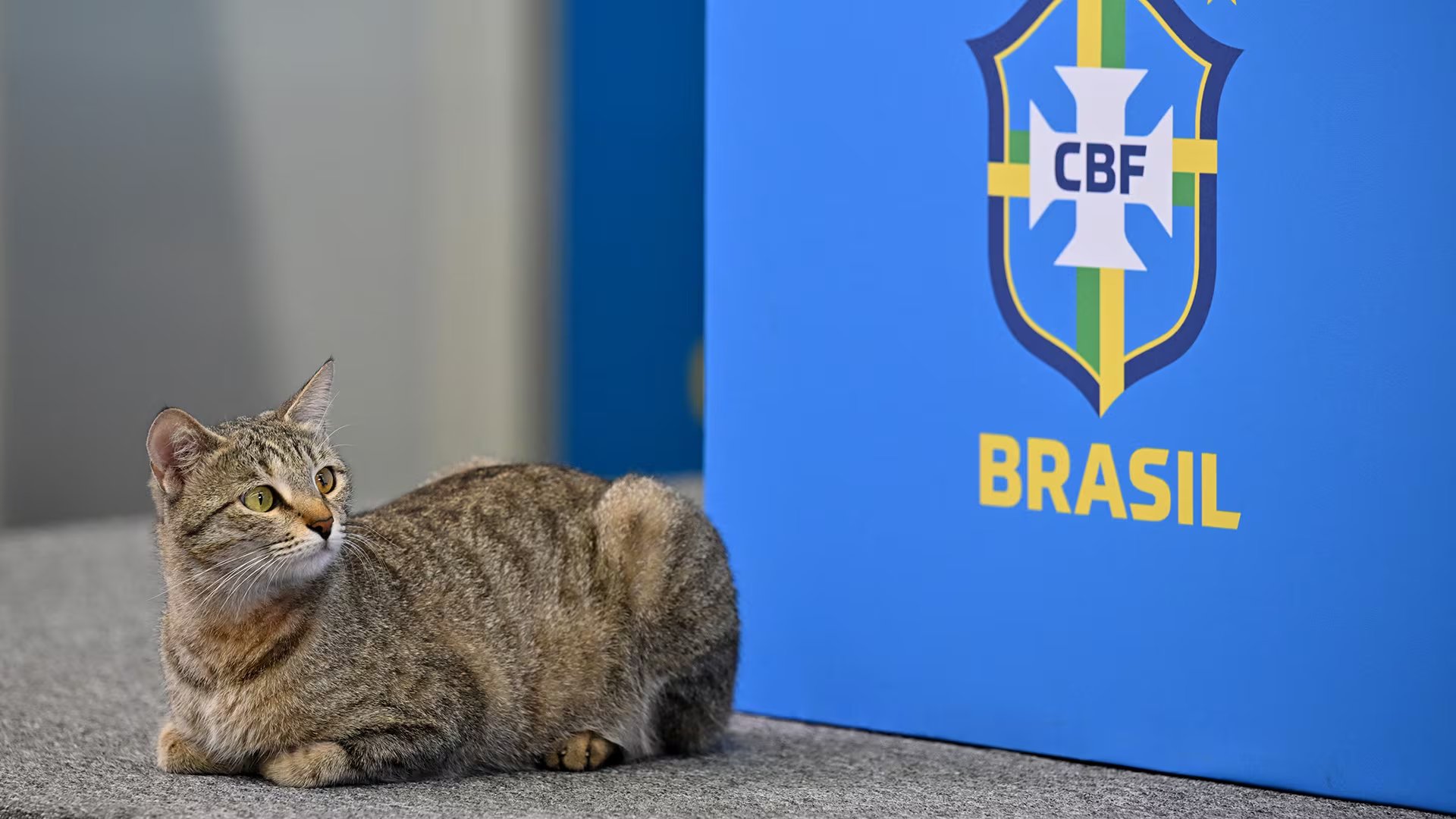 Hexa, el gato que desató la superstición (AFP)