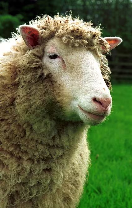 La oveja Dolly en un campo. La transferencia nuclear de células somáticas que hizo posible a Dolly abrió la clonación de otras especies y nuevas investigaciones con células madre embrionarias humanas