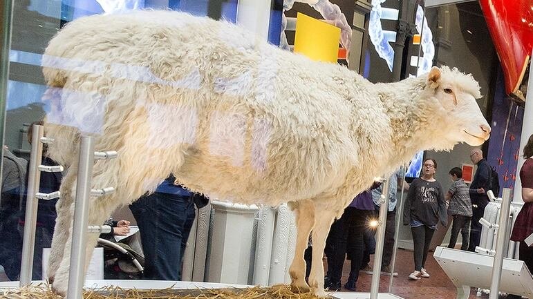 La oveja Dolly exhibida en el Museo Nacional de Escocia