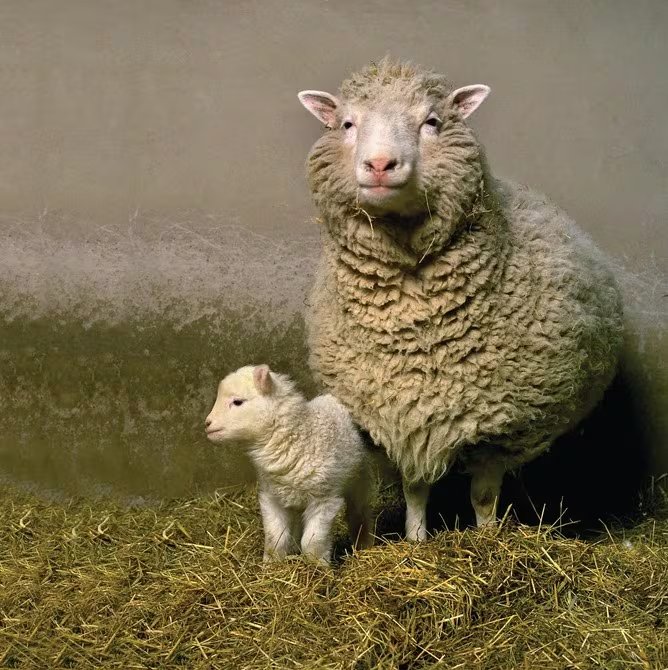 Dolly la oveja con su primer cordero, llamado Bonnie