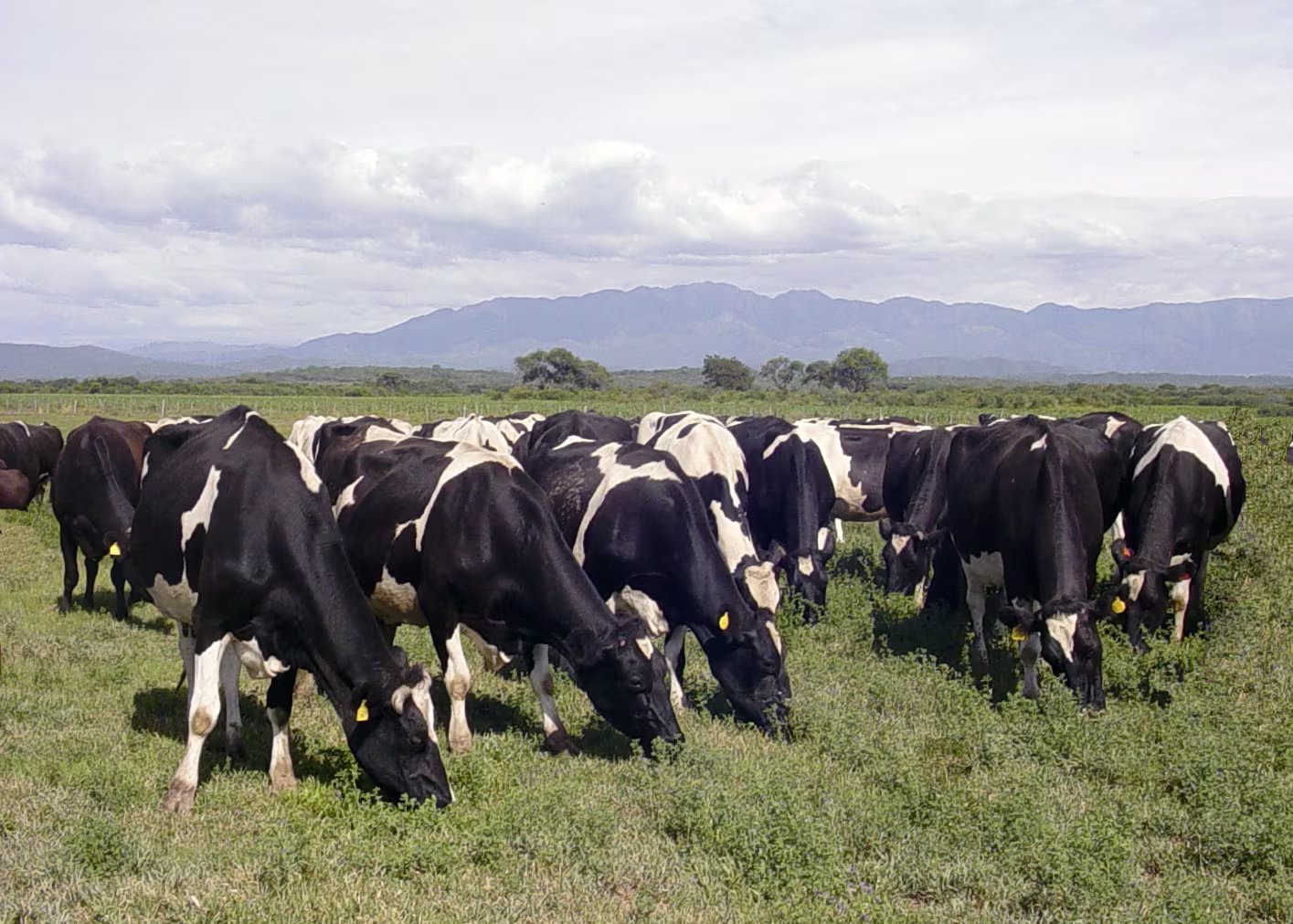 Argentina también recuperó su producción láctea. Según el OCLA, en los primeros 5 meses de 2026 la elaboración de leche alcanzó 3.287 M/l(Revista Chacra)