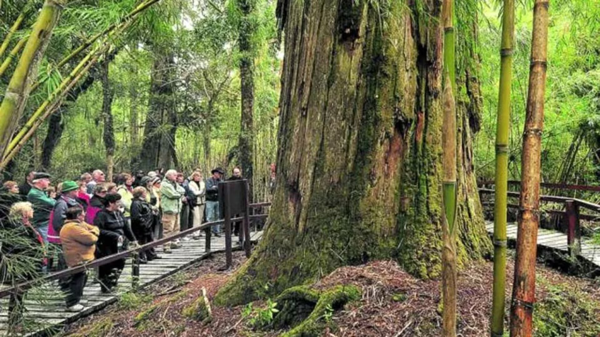 El árbol crece apenas un milímetro de diámetro por año, alcanzando 57 metros de altura y 2,8 metros de diámetro