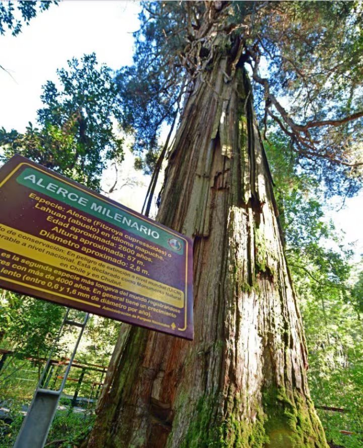 La madera del Alerce Abuelo es densa y resistente, capaz de soportar plagas y climas extremos