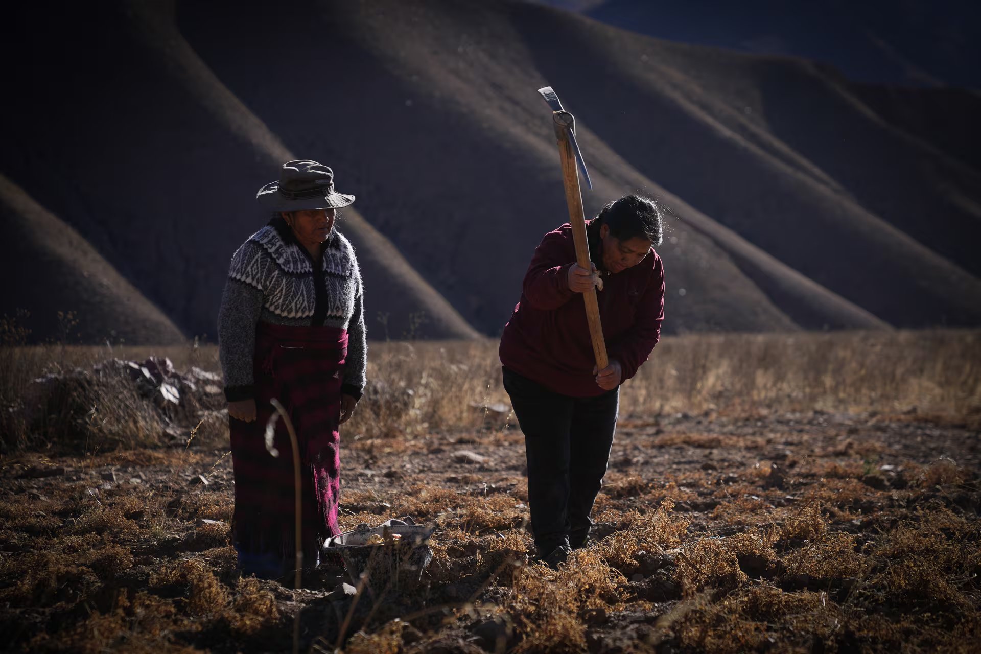 Las mujeres kollas de Colanzuli cultivan diversas variedades de papines y se encargan del cuidado de vacas y ovejas. De estas actividades obtienen los alimentos 