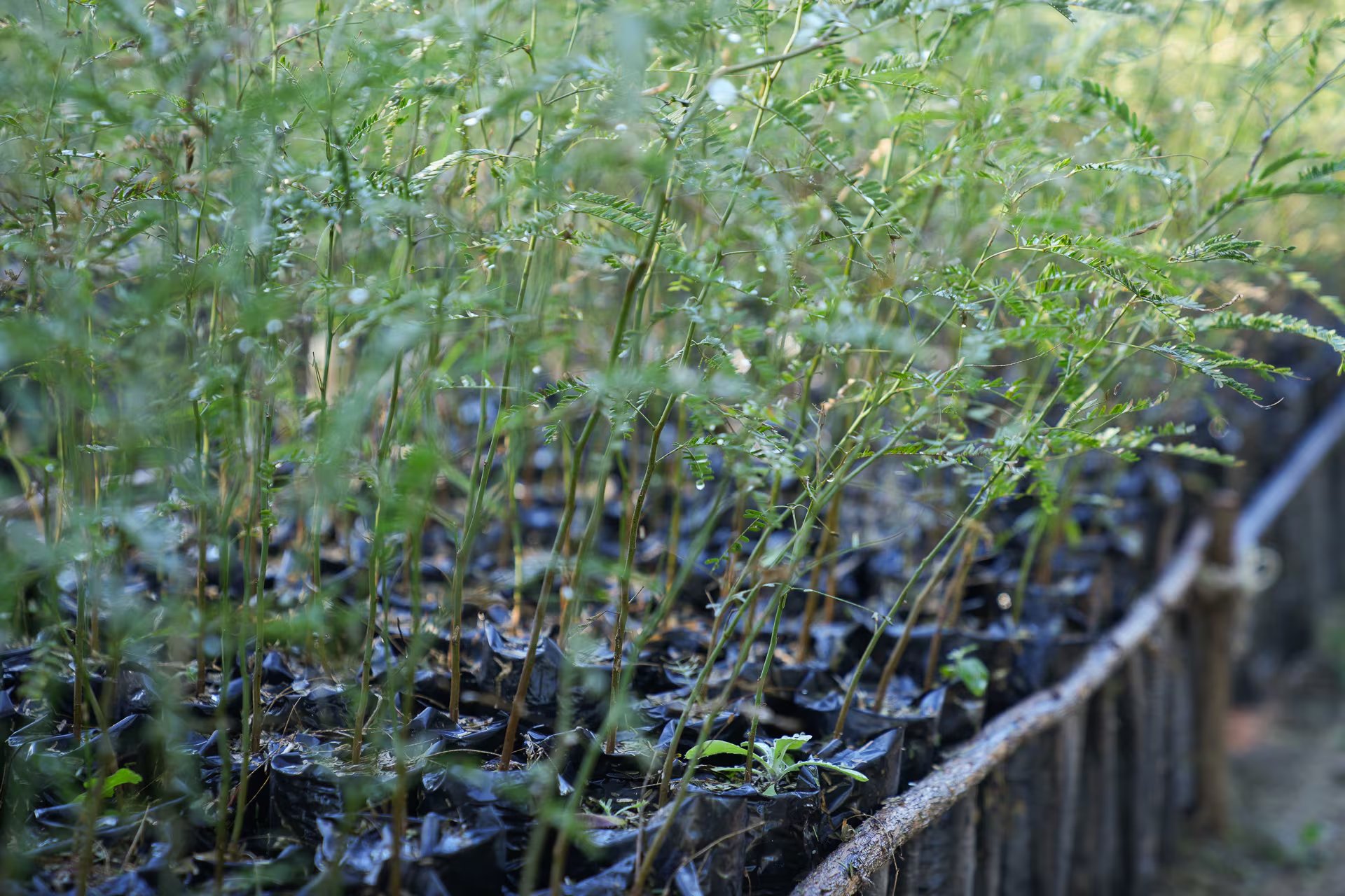 Plantines de algarrobo son conservados y serán plantados por la comunidad criolla de Vinalito, en el monte jujeño. Reparación ambiental y futuro 
