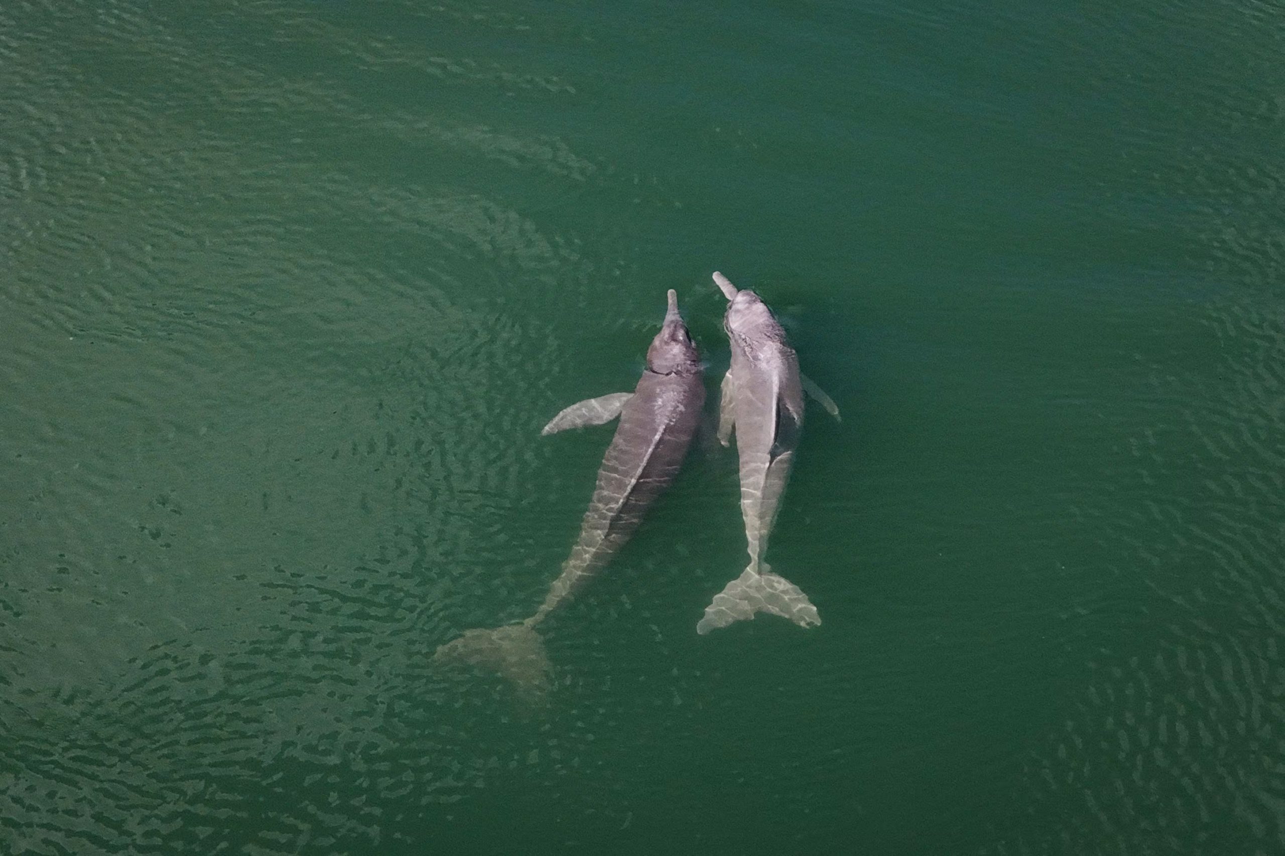 Las botellas de plástico vacías actúan como espejos de sonido, ayudando a delfines a detectar y esquivar redes de pesca en diferentes regiones (REUTERS/Adriano Machado)