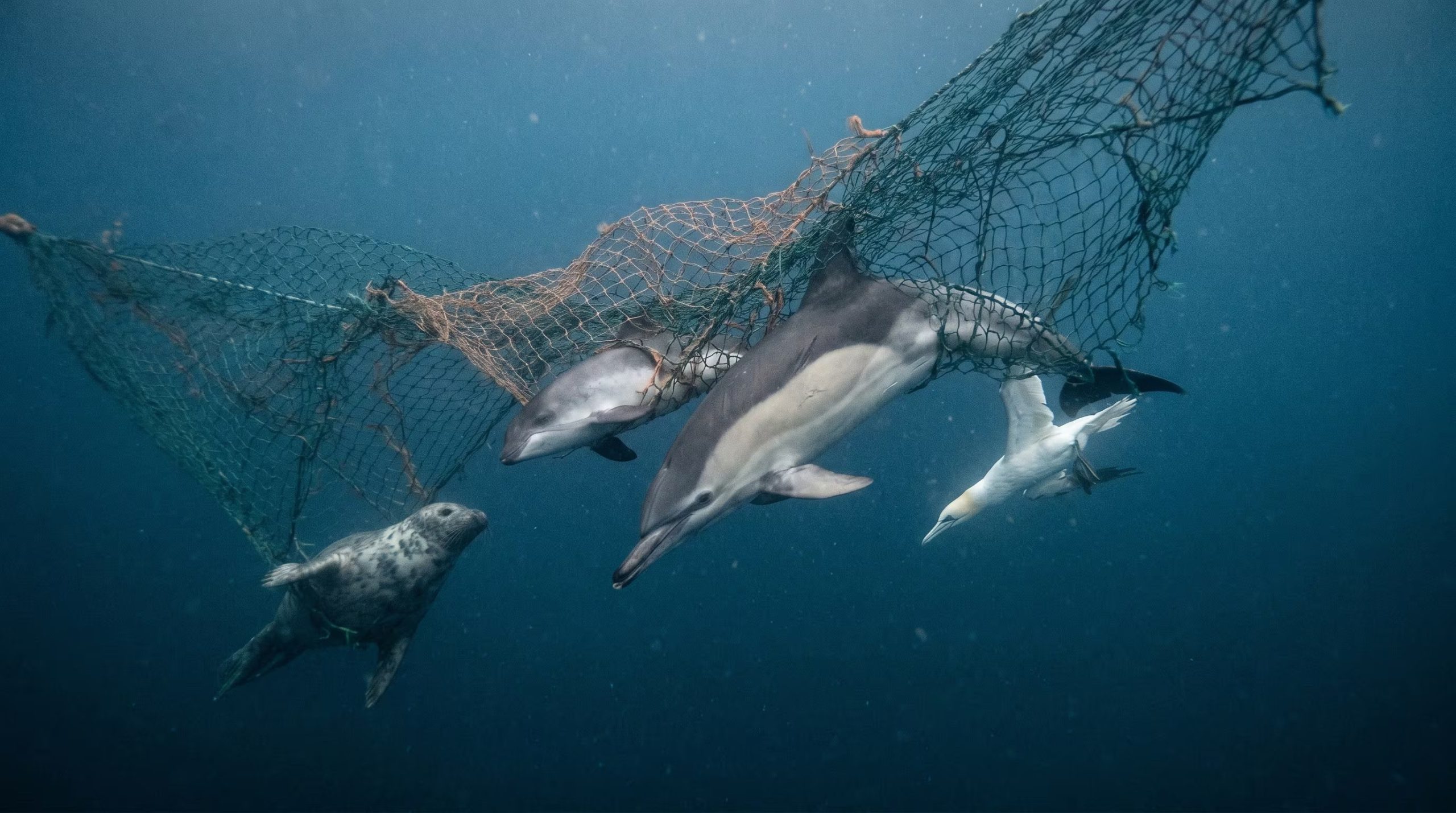 En Perú y Zanzíbar, las botellas de plástico y vidrio no lograron modificar la cantidad de delfines, marsopas ni tortugas capturados en las redes (Imagen Ilustrativa Infobae)