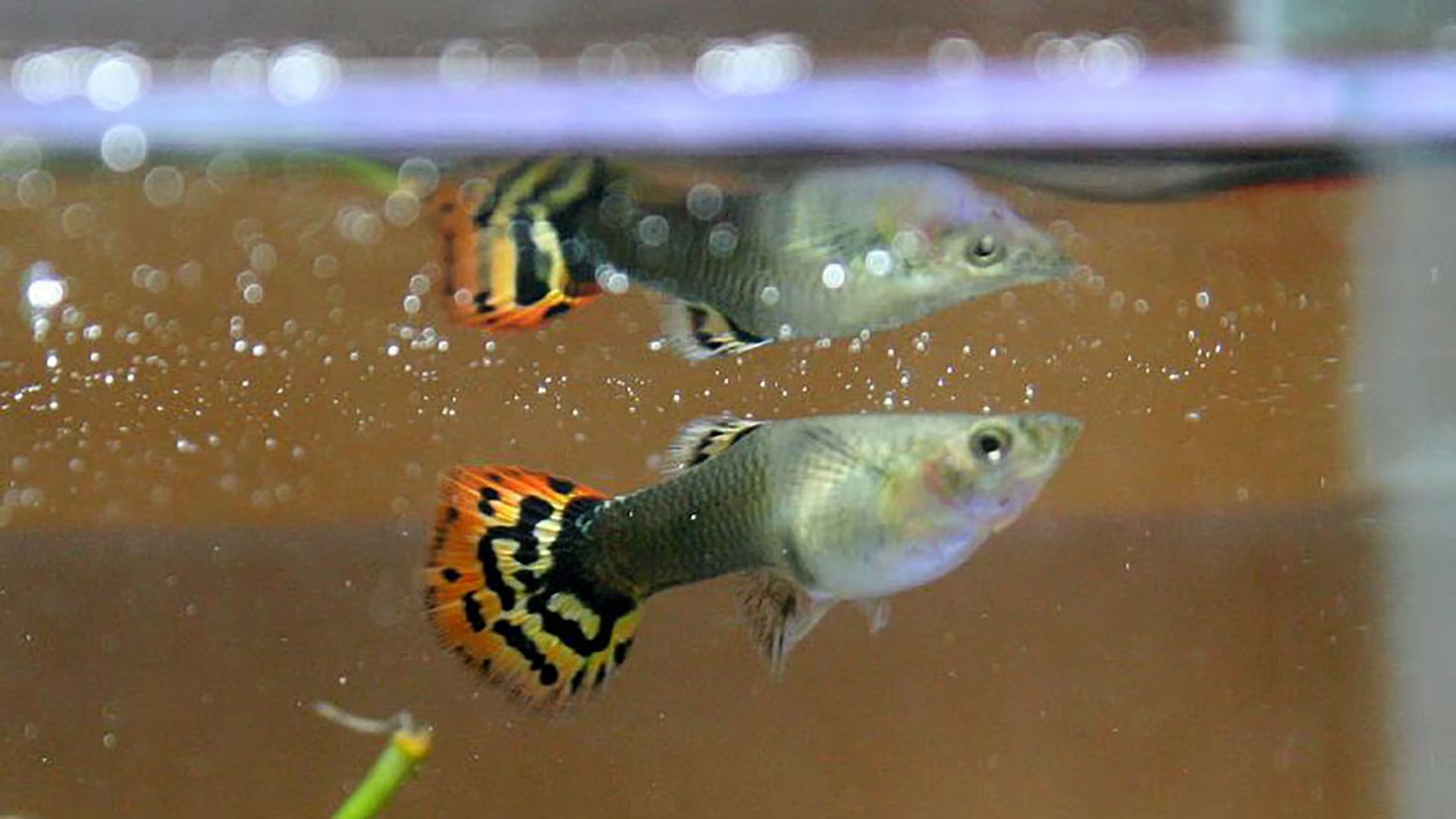 Los científicos usaron peces lebistes o guppy como modelo biológico por su sensibilidad a los contaminantes del agua (Judhi Prasetyo)