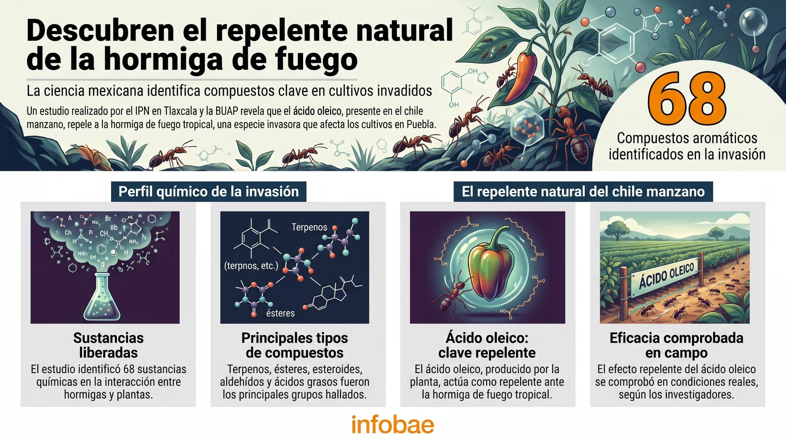 Una infografía detalla el estudio de investigadores mexicanos sobre el ácido oleico como repelente natural de la hormiga de fuego tropical en cultivos de chile manzano en Puebla. (Imagen Ilustrativa Infobae)