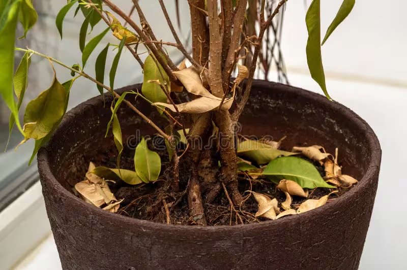 La caída anticipada de hojas o flores es una estrategia de las plantas para sobrevivir a las altas temperaturas (Dreamstime)