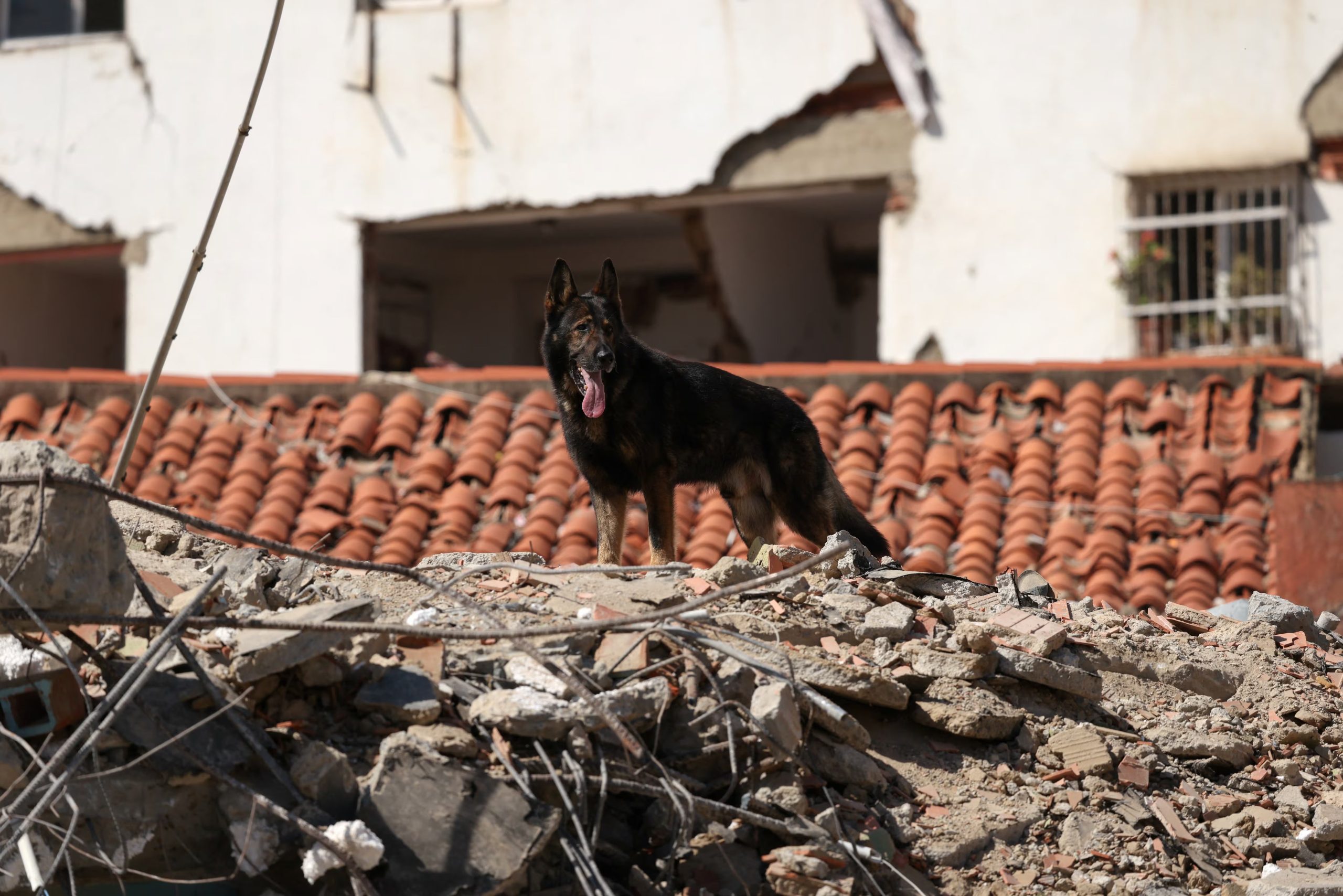 Un perro de búsqueda y rescate participa en las labores de rescate en un edificio derrumbado en La Guaira, Venezuela. (Leonardo Fernández Viloria/REUTERS)