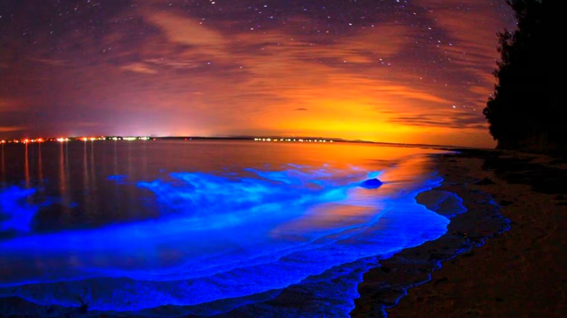 En Vieques, Puerto Rico, la bahía bioluminiscente más brillante del mundo debe su resplandor a millones de dinoflagelados atrapados por la geografía y alimentados por manglares 