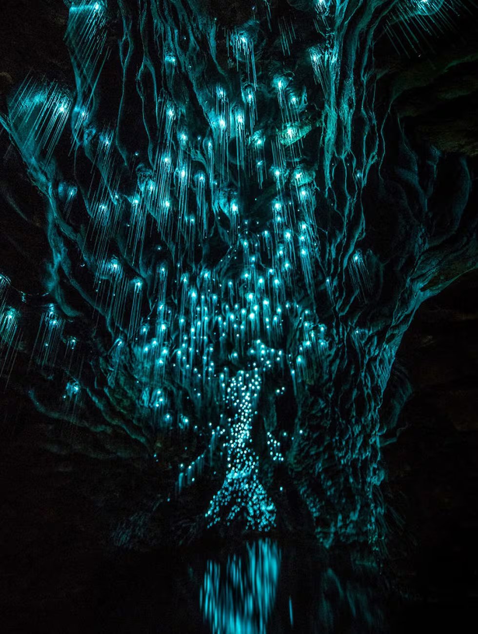 Bajo tierra en Nueva Zelanda, miles de gusanos luminosos tejen un cielo estrellado artificial para atraer y cazar insectos en la oscuridad total 
