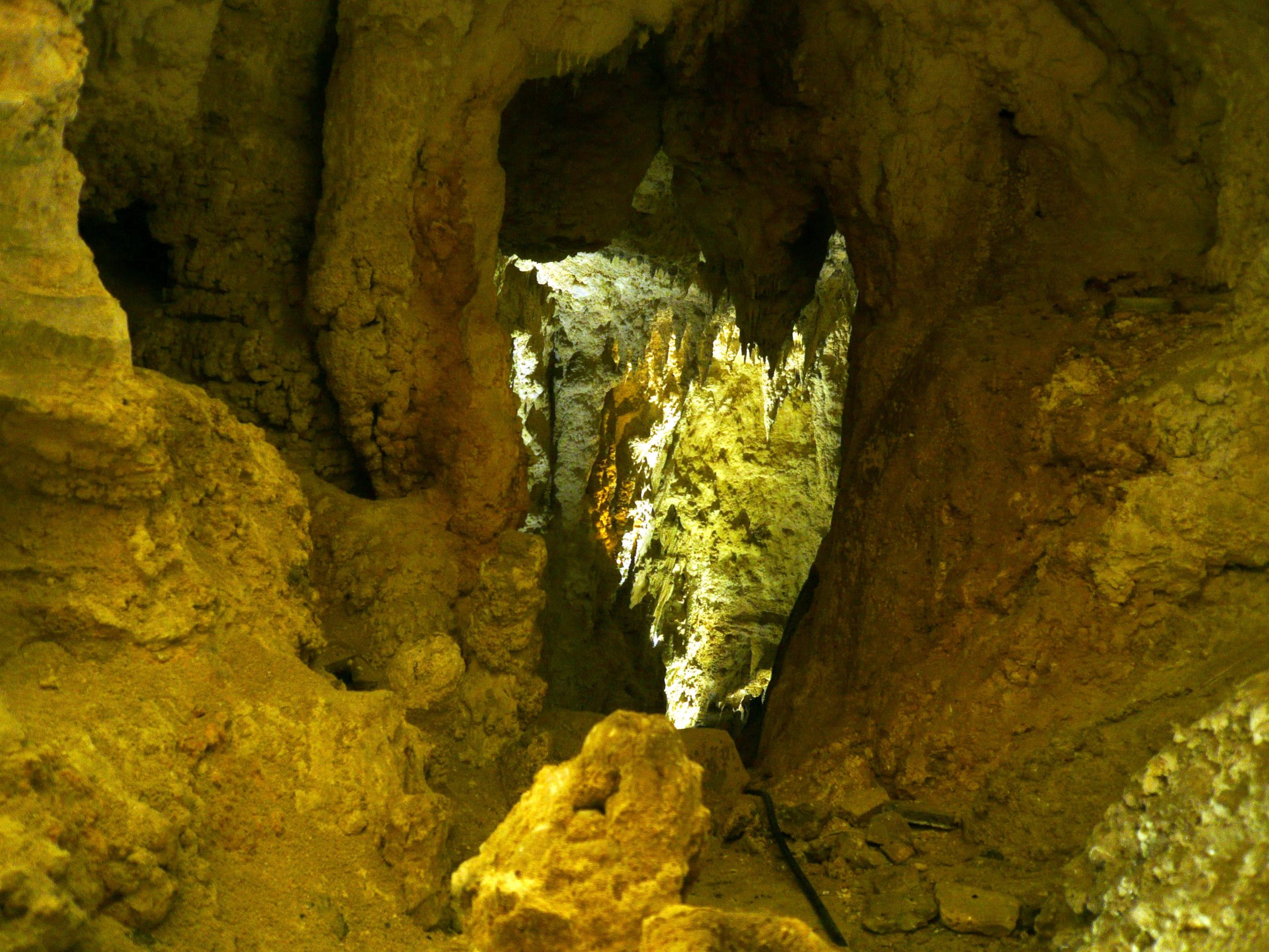 Las Arachnocampa luminosa convierten las bóvedas de las cavernas en trampas letales, utilizando su destello como cebo en un espectáculo subterráneo único 