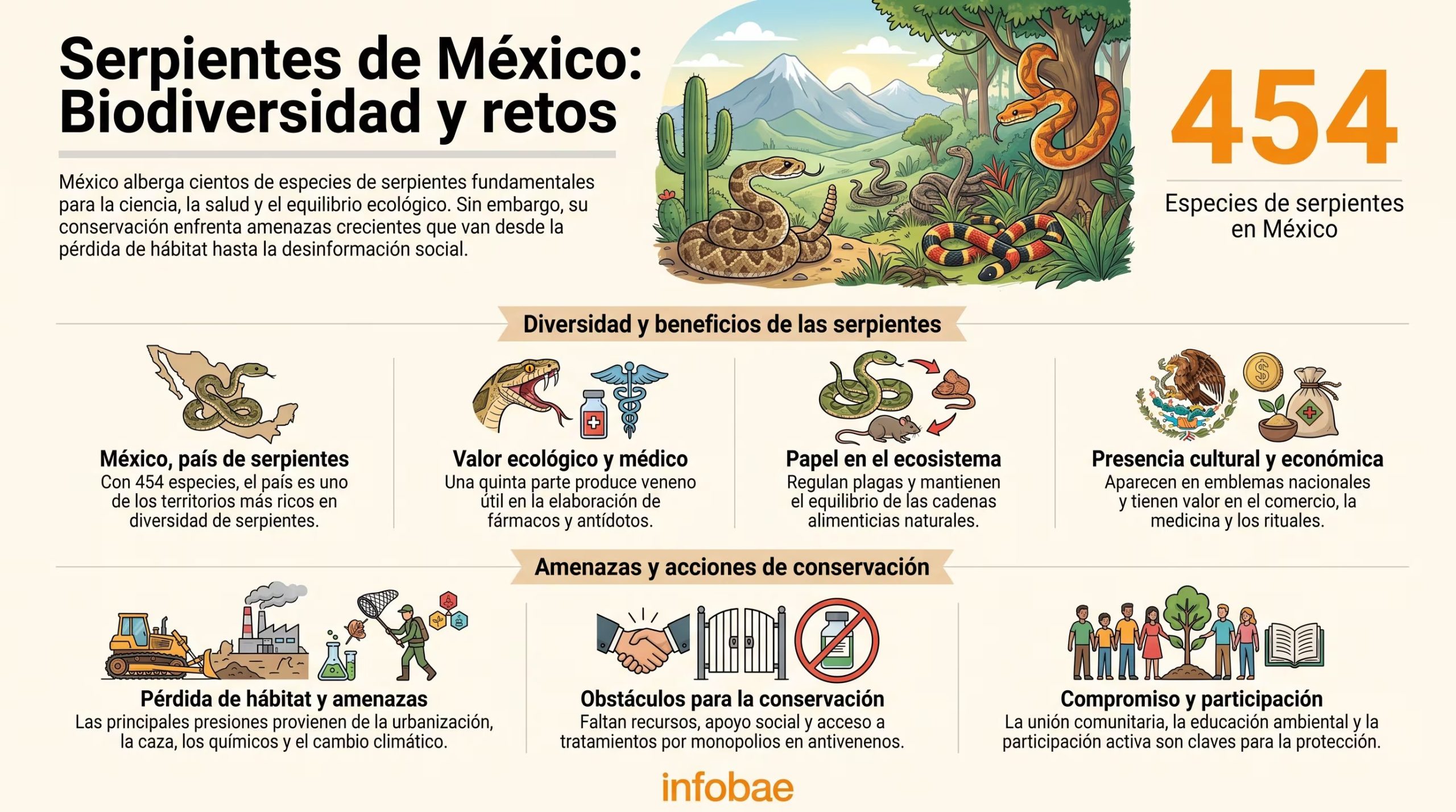 La infografía detalla la riqueza de 454 especies de serpientes en México y expone su valor ecológico, médico y cultural, así como los retos y acciones clave para su conservación. (Imagen Ilustrativa Infobae)